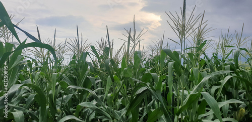 Corn field in rural area in agriculture industry