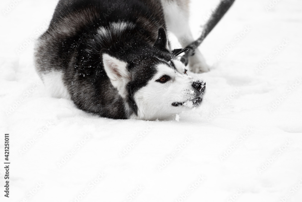 Fototapeta premium A Siberian husky dog lies in the snow in winter on the street. The dog is on top of the middle of the frame on a leash. A pet on a bright background. The domestic dog is lying around and playing.