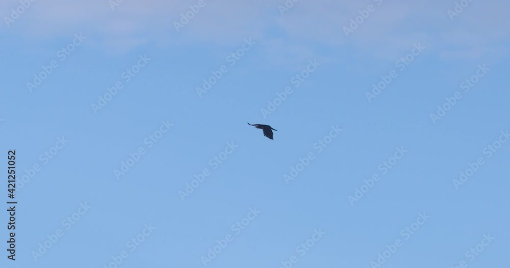 Single black crow bird flying slow motion blue sky rook raven 100fps Single black crow bird flying slow motion blue sky rook raven 100fps