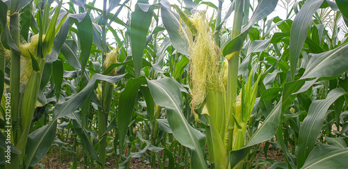 Corn field in rural area in agriculture industry
