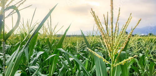 Corn field in rural area in agriculture industry