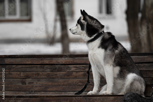 A Siberian husky dog in black white sits on a bench in a park against the backdrop of an apartment building. The dog on a leash and in a collar sits on a bench one winter. The pet looks to the left.