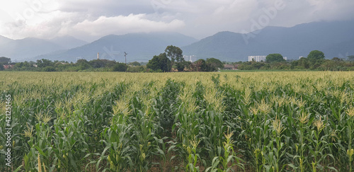 Corn field in rural area in agriculture industry