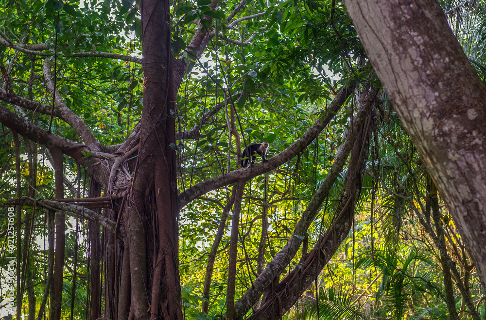 Fototapeta premium White-headed Capuchin, capucinus, black monkey sitting on the old tree in the jungle forest. Wildlife of Costa Rica, Central America.