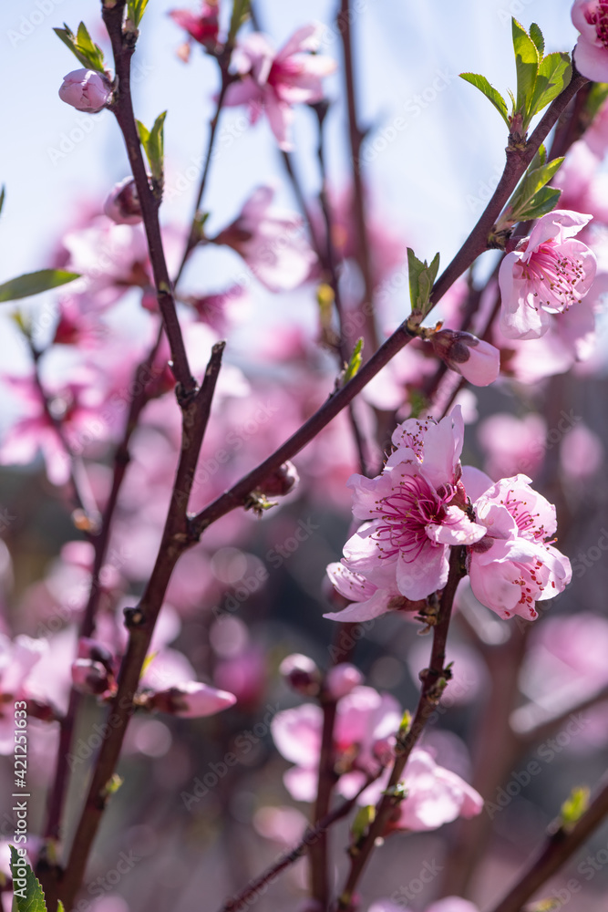 Springtime background - pink flower tree Springtime background - pink flower tree