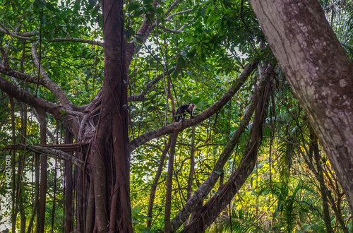 Photography White-headed Capuchin, capucinus, black monkey sitting on the old tree in the jungle forest