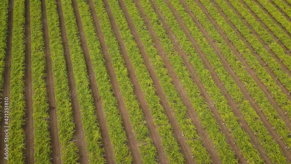 Drone circle over a vineyard in summer sunset Drone circle over a vineyard in summer sunset