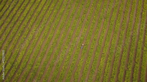 Aerial view of a vineyard and a tractor at the harvest of albariño grapes in Galicia photo