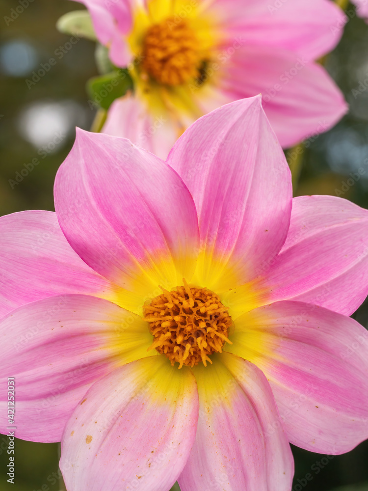 pink and yellow dahlia flower closeup pink and yellow dahlia flower closeup