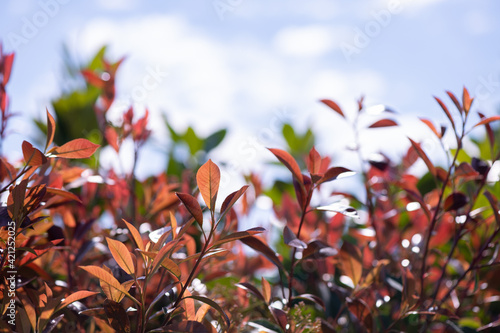 Photinia  -  ornamental red green ornamental bush © LaSu
