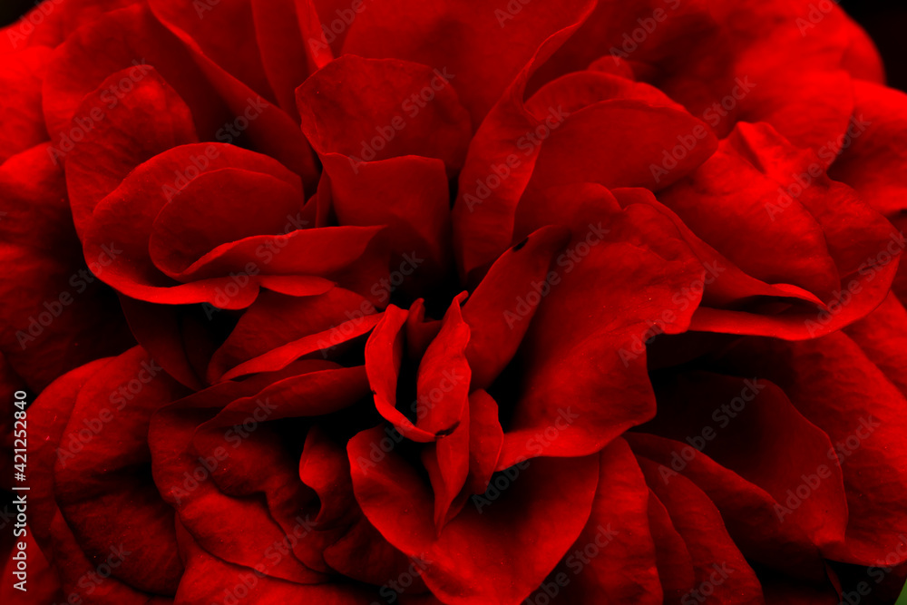 petal rose,red rose flower in full bloom in farm, selective petals focus,macro rose petal rose,red rose flower in full bloom in farm, selective petals focus,macro rose