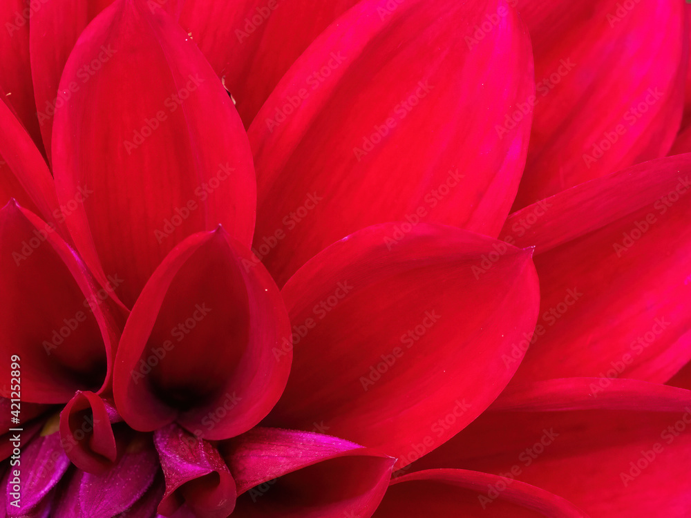 macro of red dahlia flower petals