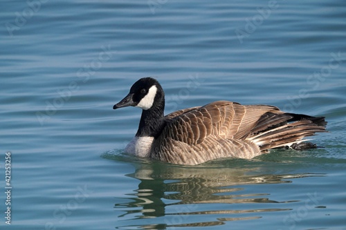 Canada goose swimming on lake in beautiful sunny early spring day. Freezing cold but sunny 