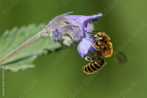 Osmia adunca an der Katzenminze photo