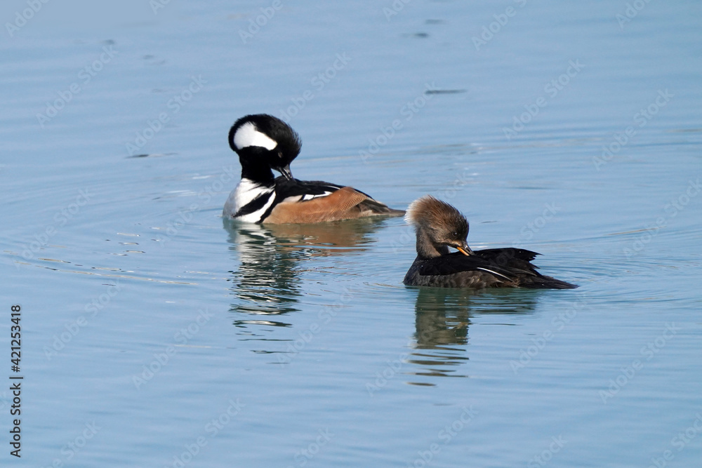 Hooded Merganser pair, male and female, swimming on lake front on early spring day. Freezing cold but sunny
Hooded Merganser pair, male and female, swimming on lake front on early spring day. Freezing cold but sunny