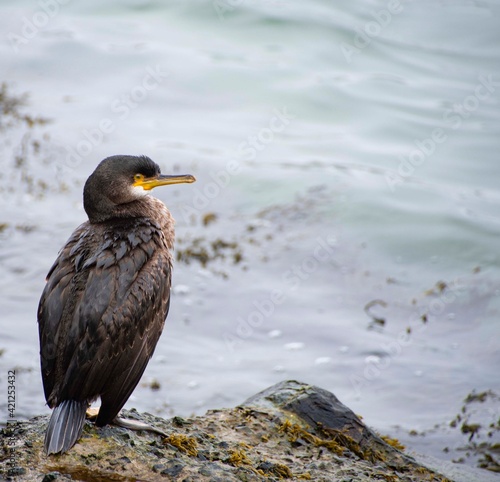 Cormorant sea bird perched on the edge of rocks 
