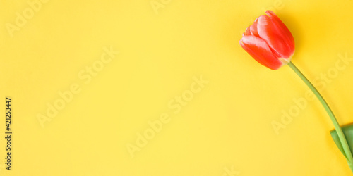 One red tulip on a yellow background. Minimalistic holiday banner, copy space