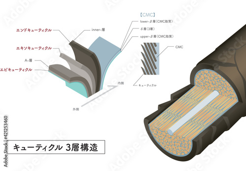 Hair cross section 2_1