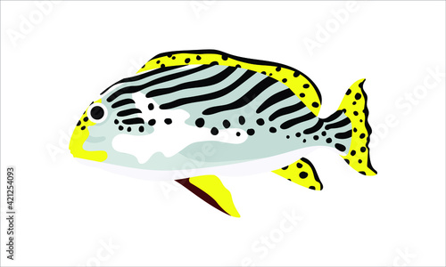 plectorhinchus orientalis. collection set of coral fish illustration. the hand drawing of under the sea life. hand drawn vector animation. adorable and beautiful fishes of marine life.
