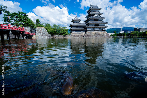 夏の松本城と泳ぐ鯉