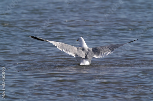 Ring Billed gulls flapping (staging) on lake, flapping in place, helps waterproof feathers on cold lake in early spring on sunny day