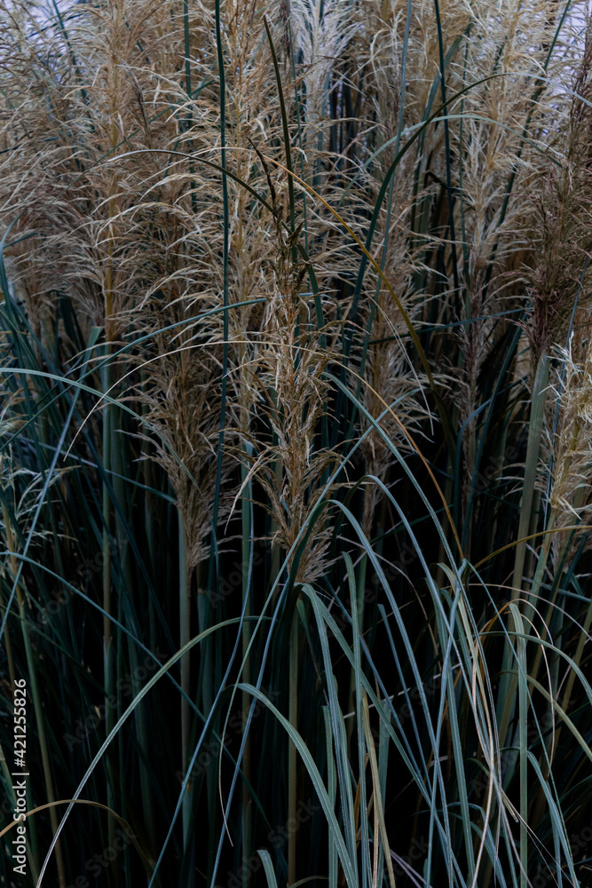 Fototapeta premium campo