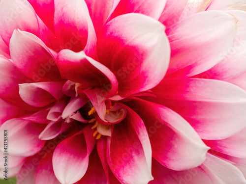 macro of pink dahlia flower with white petal tips