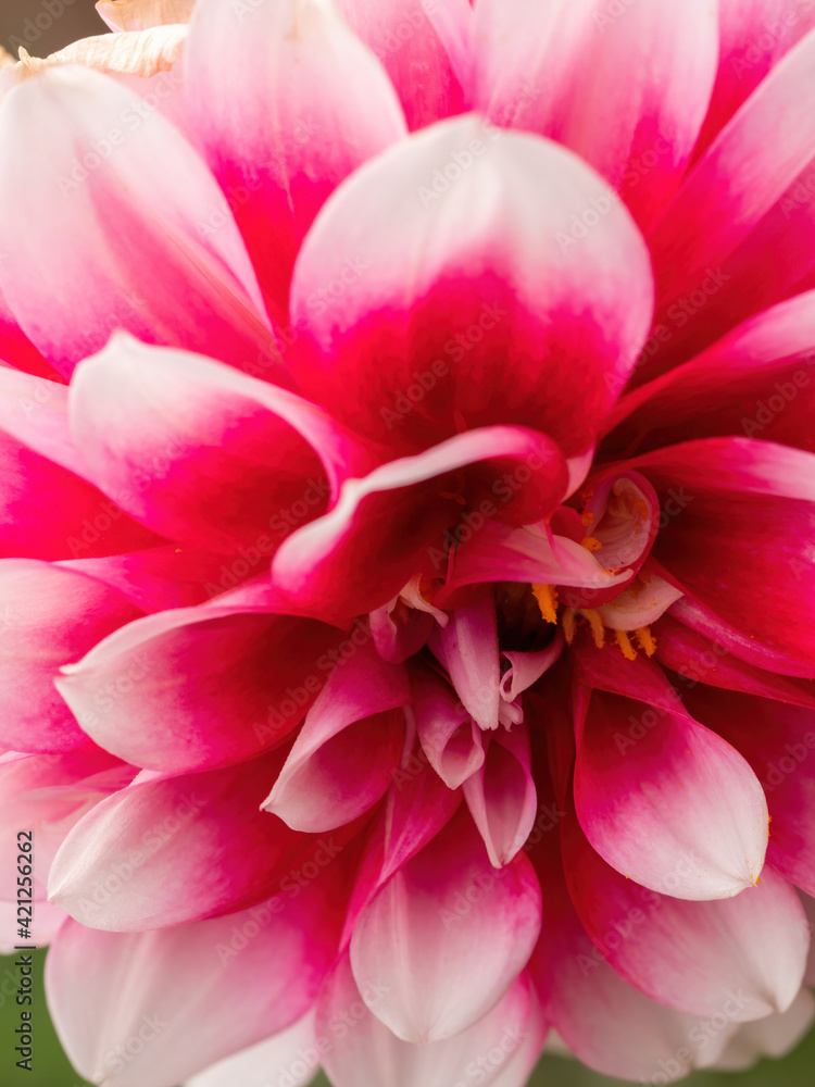 macro of pink dahlia flower with white petal tips macro of pink dahlia flower with white petal tips