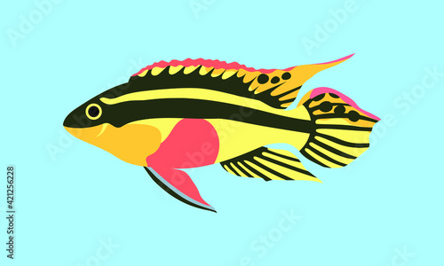 pelvicachromis pulcher. collection set of coral fish illustration. the hand drawing of under the sea life. hand drawn vector animation. adorable and beautiful fishes of marine life.