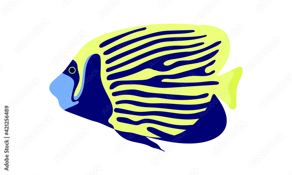 emperor angelfish. collection set of coral fish illustration. the hand drawing of under the sea life. hand drawn vector animation. adorable and beautiful fishes of marine life. emperor angelfish. collection set of coral fish illustration. the hand drawing of under the sea life. hand drawn vector animation. adorable and beautiful fishes of marine life.