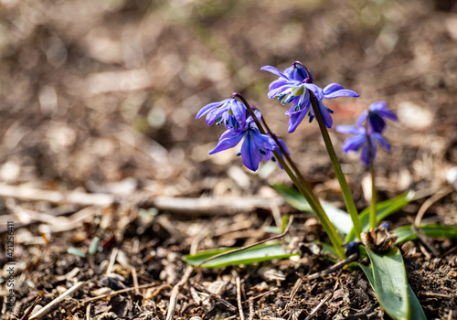 The first spring bloomer in the forest, blue star, sprouts from the dry old leaves