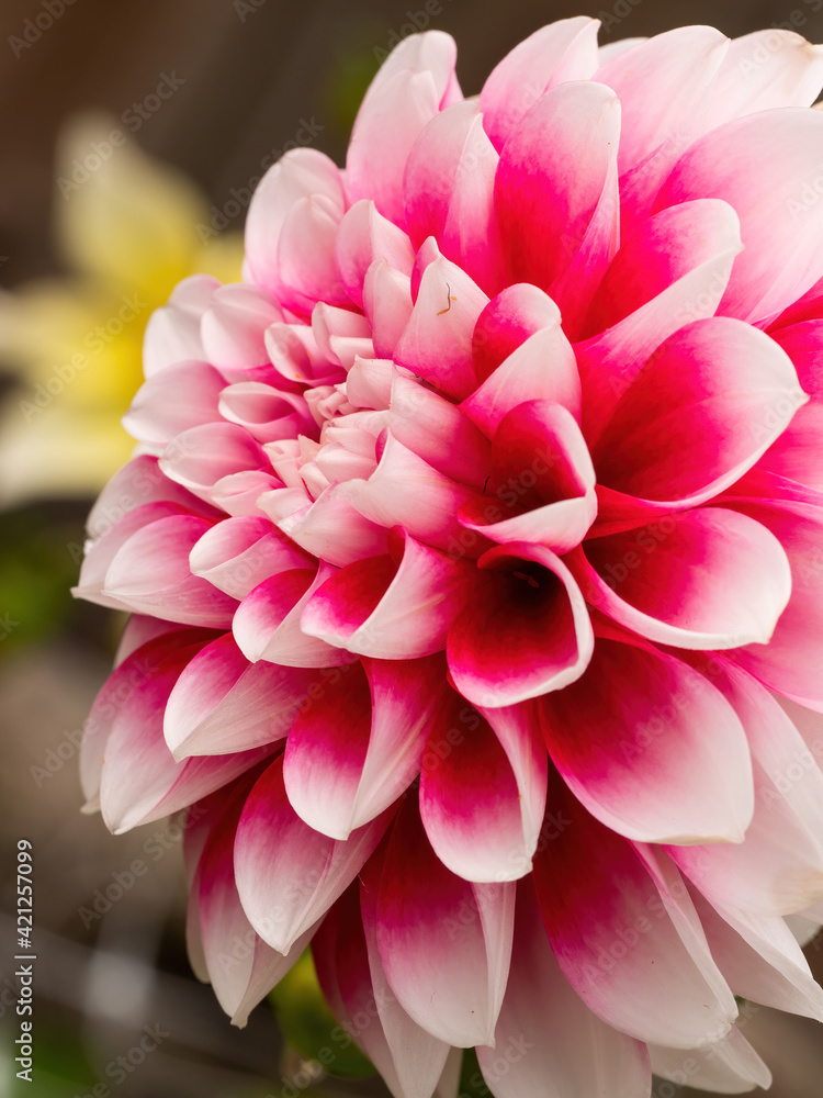 pink dahlia flower with white petal tips closeup pink dahlia flower with white petal tips closeup