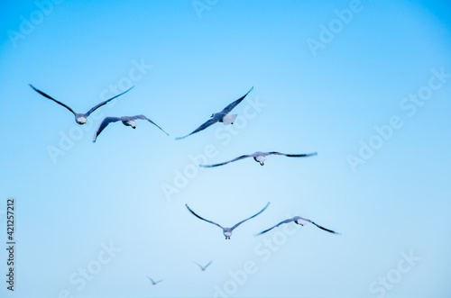 Seascape background seagulls flying against blue sky
