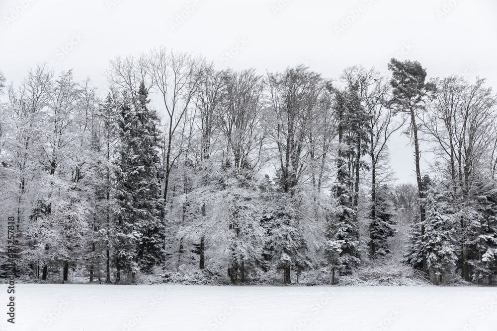 Naklejka premium waldrand im winter