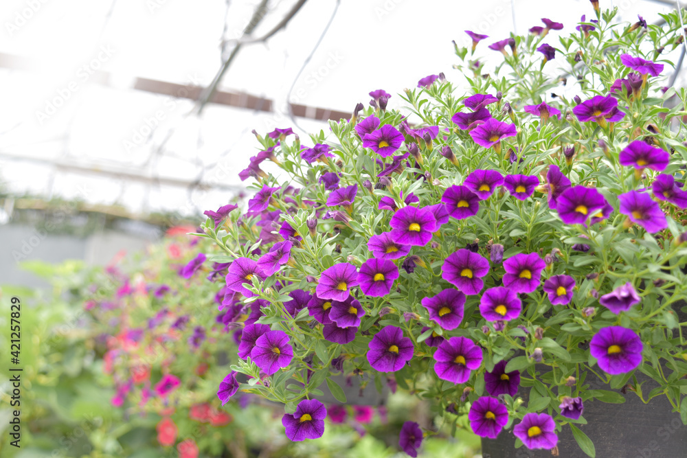 Obraz premium Thunbergia erecta,Rhododendron,Purple rhododendron,Purple Thunbergia erecta