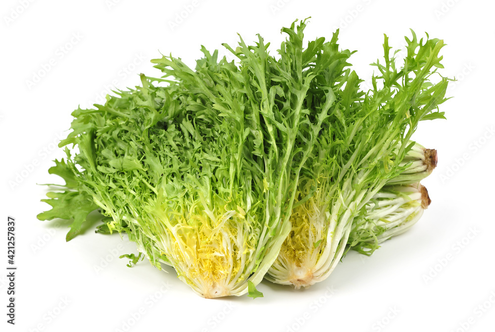Escarole Endive on a white background stock photo Escarole Endive on a white background stock photo