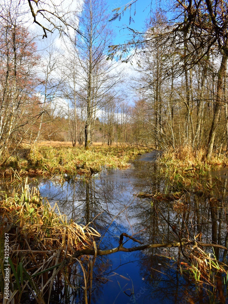 stream in the forest stream in the forest