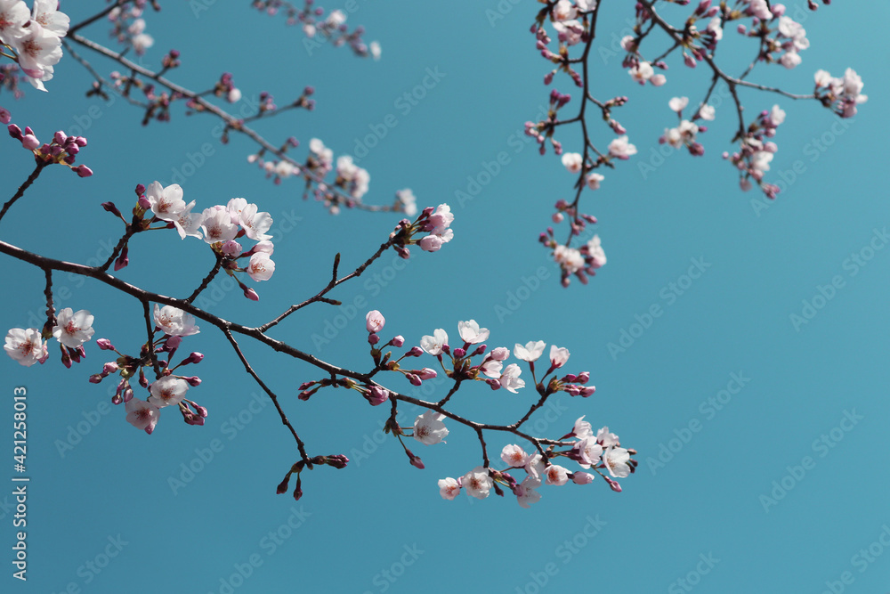 Cherry blossoms in bloom, signaling the arrival of spring with blue sky. Cherry blossoms in bloom, signaling the arrival of spring with blue sky.