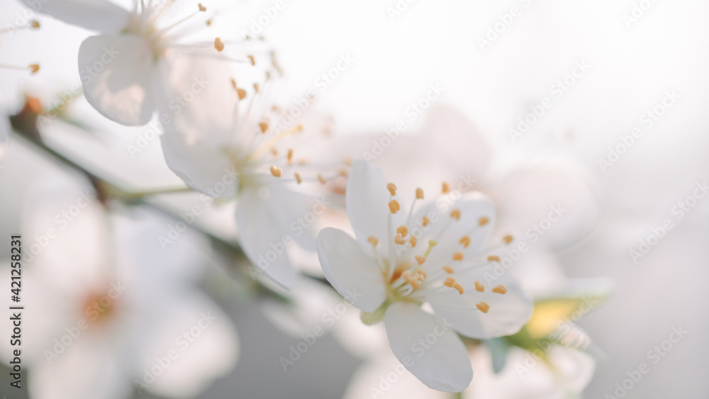 Romantic spring background. Close Up of blooming tree on bright background.