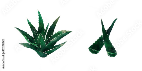 watercolor green aloe vera, isolated, on a while background