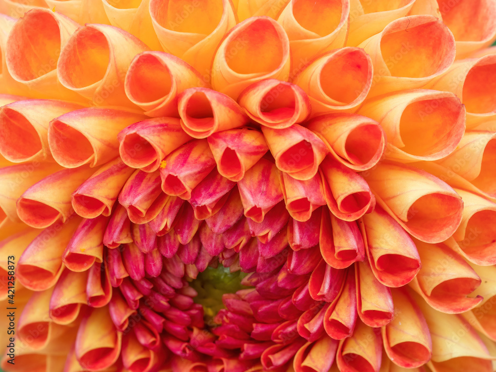 macro of orange dahlia flower petals macro of orange dahlia flower petals