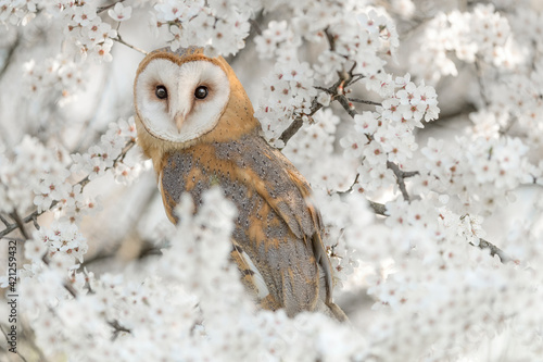 Fine art portrait of Barn owl wrapped by flowers (Tyto alba) photo