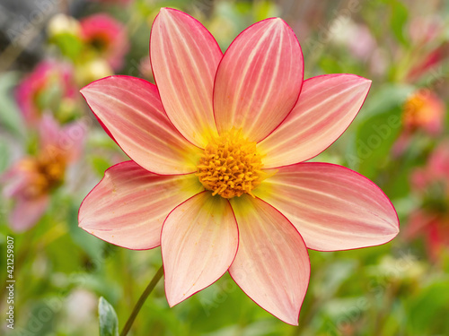 pink orange and yellow dahlia flower closeup