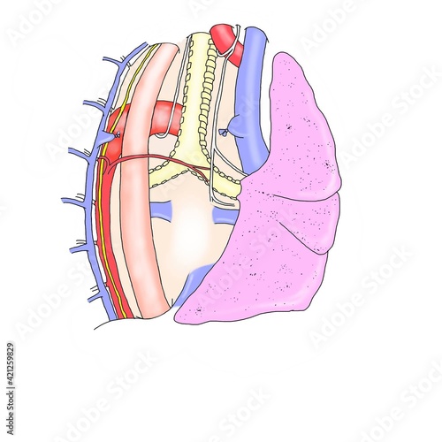 Esophagectomy surgical record 3 photo