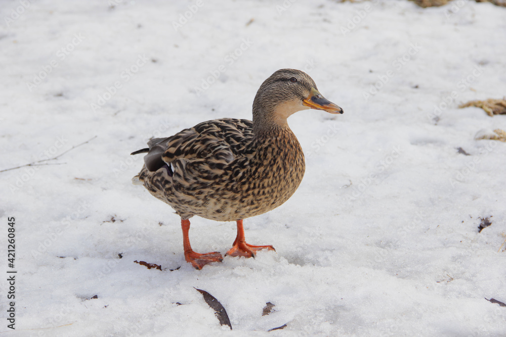 wild duck in the snow in winter looking for food