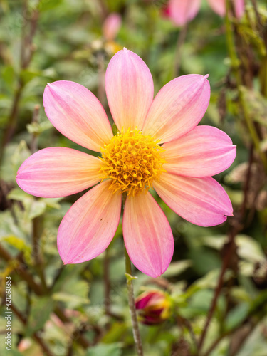 closeup of pink and yellow dahlia flower