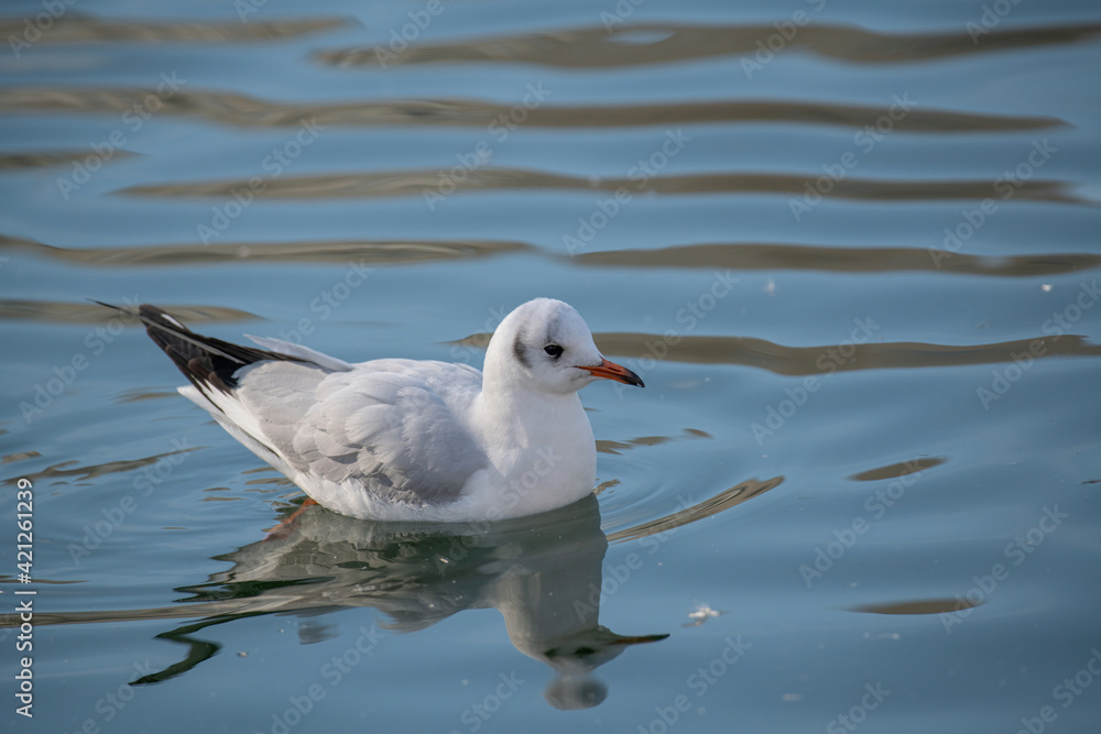 Close up of Black-headed gull (Chroicocephalus ridibundus) Close up of Black-headed gull (Chroicocephalus ridibundus)