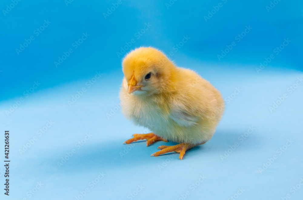 Small yellow chick on a blue background.