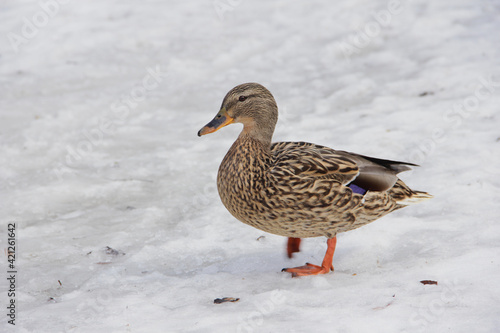wild duck in the snow in winter looking for food