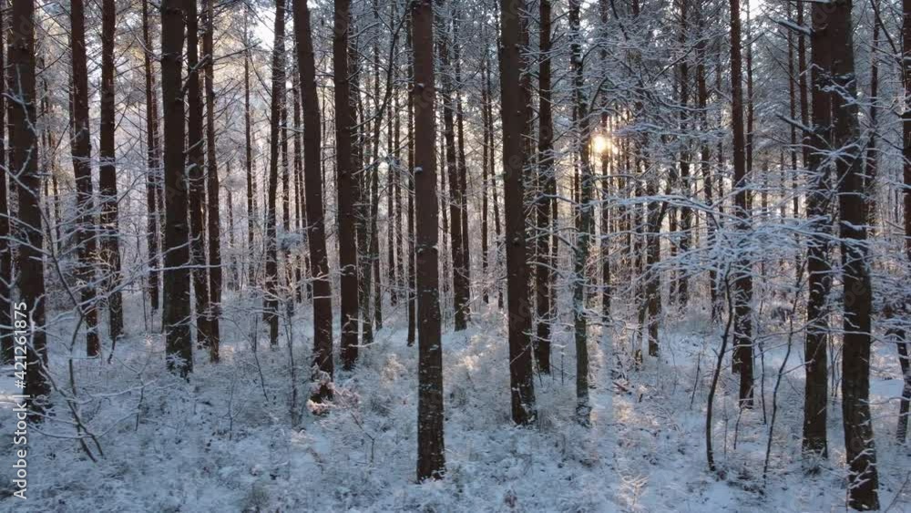 Sun shining through winter woods Sun shining through winter woods
